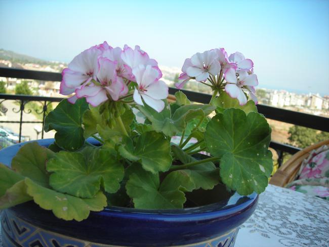 Name:  DSCN3200.jpg
Views: 528
Size:  41.8 KB