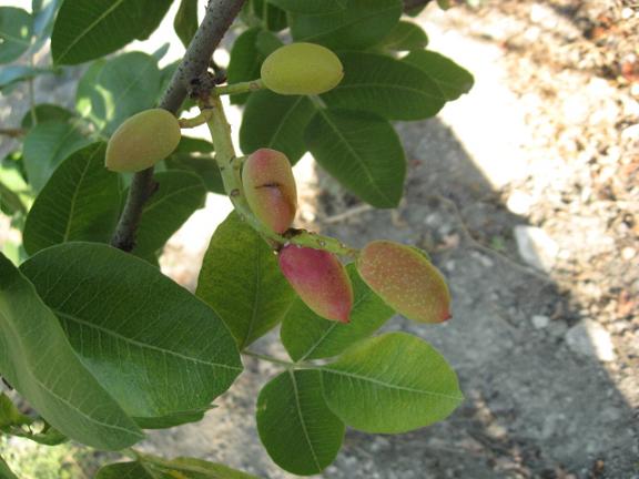 Name:  antep f.JPG
Views: 1261
Size:  45.6 KB