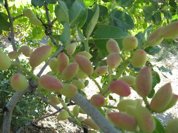 Name:  antep fst.JPG
Views: 1273
Size:  62.4 KB