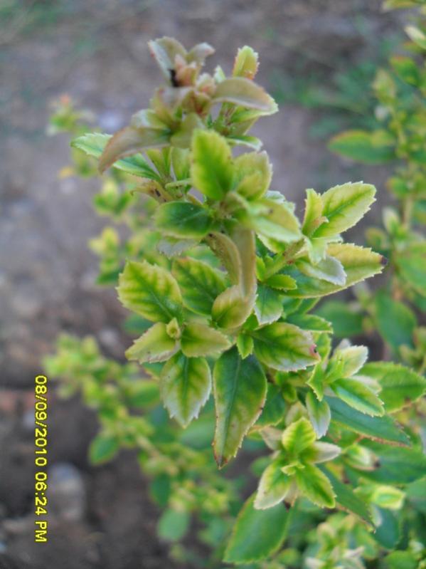 Name:  097.jpg
Views: 1402
Size:  52.7 KB