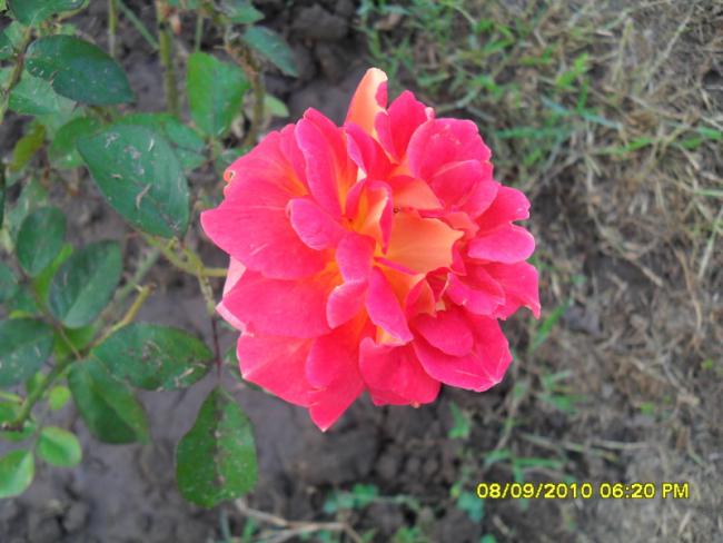 Name:  091.jpg
Views: 926
Size:  45.9 KB