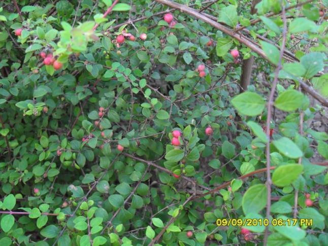 Name:  036.jpg
Views: 1077
Size:  70.5 KB