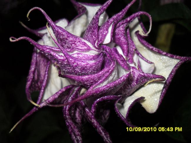 Name:  004.jpg
Views: 1089
Size:  46.9 KB