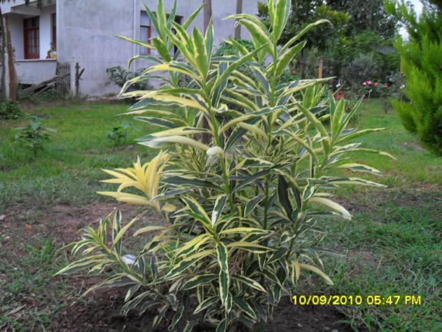 Name:  011.jpg
Views: 1226
Size:  70.8 KB