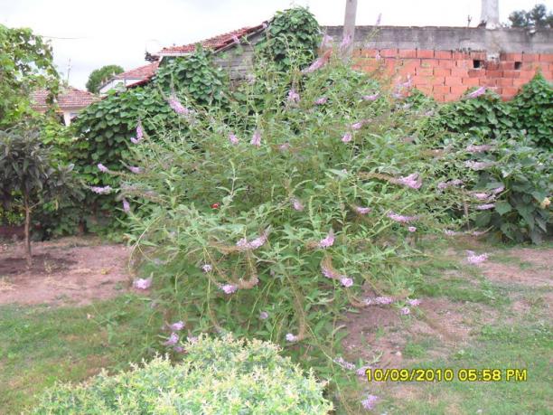 Name:  036.jpg
Views: 943
Size:  71.5 KB