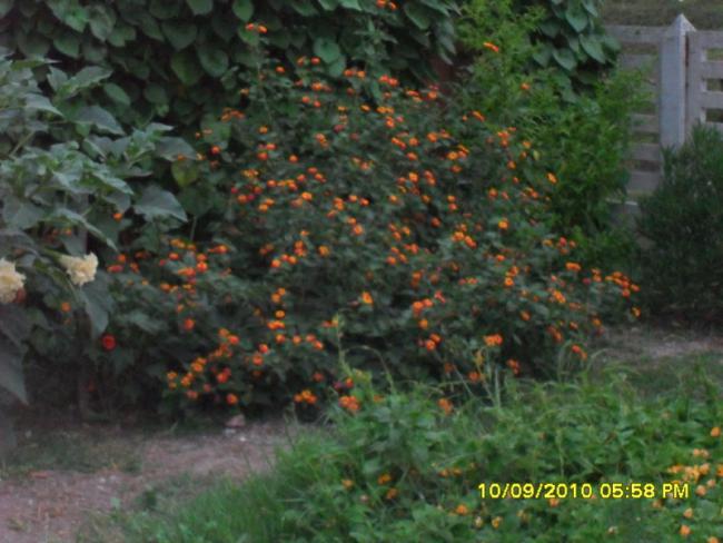 Name:  037.jpg
Views: 955
Size:  49.3 KB