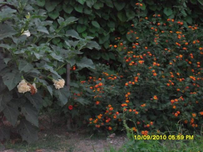 Name:  038.jpg
Views: 966
Size:  51.7 KB