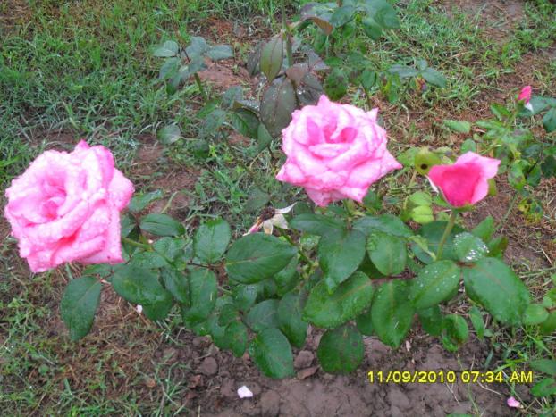 Name:  015.jpg
Views: 898
Size:  71.1 KB
