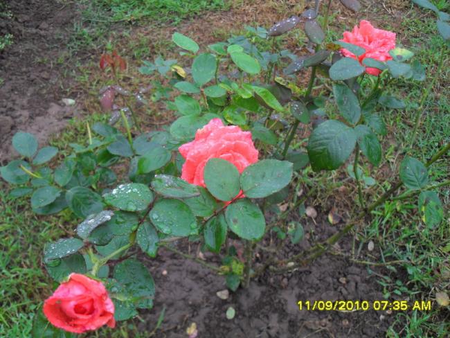 Name:  017.jpg
Views: 882
Size:  67.9 KB