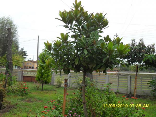 Name:  018.jpg
Views: 778
Size:  59.5 KB
