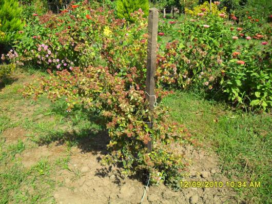 Name:  020.jpg
Views: 723
Size:  73.2 KB