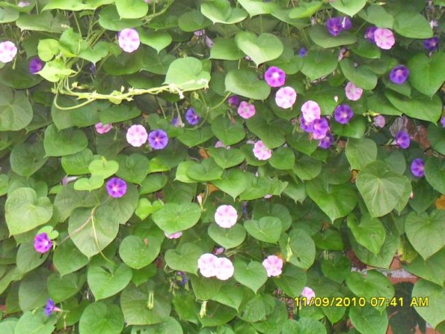 Name:  033.jpg
Views: 727
Size:  59.8 KB