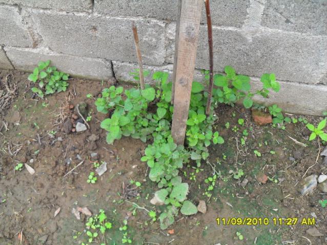 Name:  083.jpg
Views: 741
Size:  70.0 KB