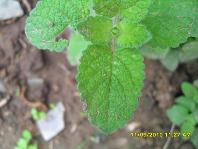 Name:  084.jpg
Views: 719
Size:  41.4 KB