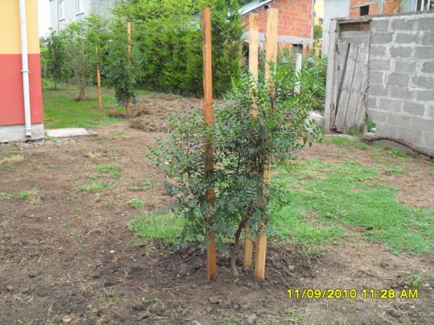 Name:  087.jpg
Views: 724
Size:  70.7 KB