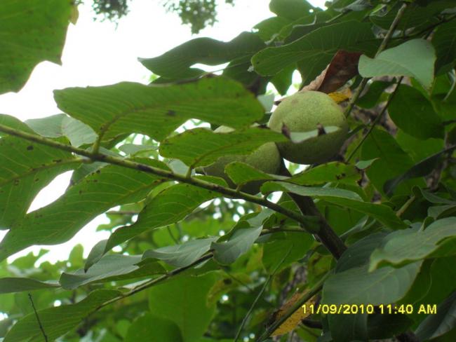 Name:  121.jpg
Views: 677
Size:  44.5 KB