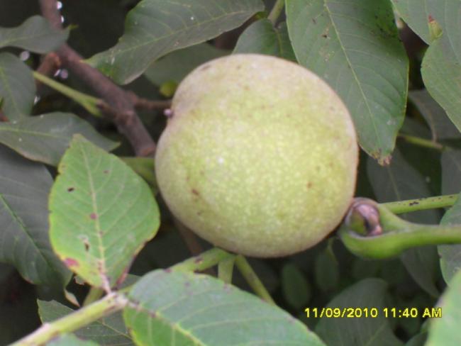 Name:  122.jpg
Views: 688
Size:  32.0 KB