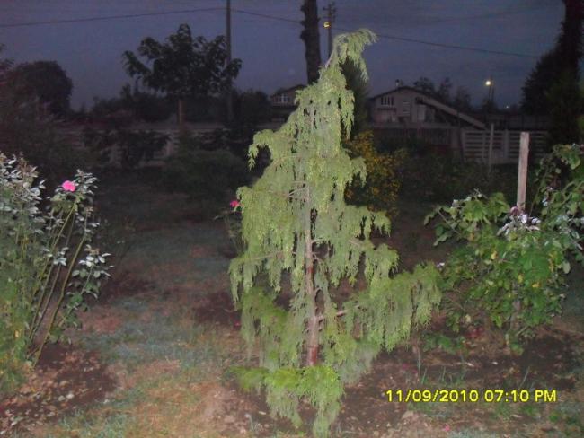 Name:  176.jpg
Views: 680
Size:  49.1 KB