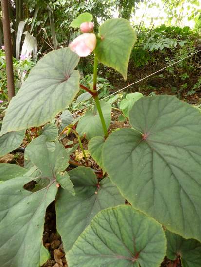 Name:  Bahe 11 Eyll 2010 020.JPG
Views: 1426
Size:  47.5 KB