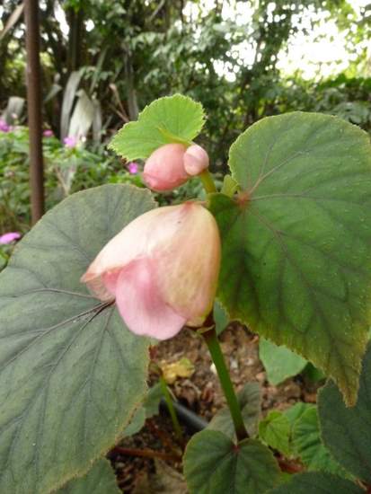 Name:  Bahe 11 Eyll 2010 021.JPG
Views: 1373
Size:  40.0 KB