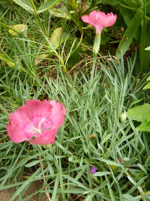 Name:  Bahe 11 Eyll 2010 018.JPG
Views: 1345
Size:  68.8 KB