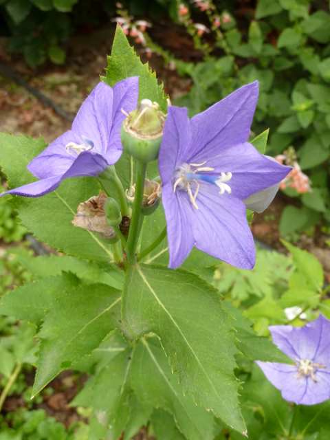 Name:  Bahe 11 Eyll 2010 036.JPG
Views: 1292
Size:  38.2 KB