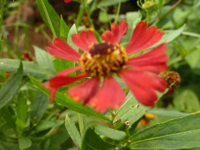 Name:  Bahe 11 Eyll 2010 038.JPG
Views: 1291
Size:  43.9 KB