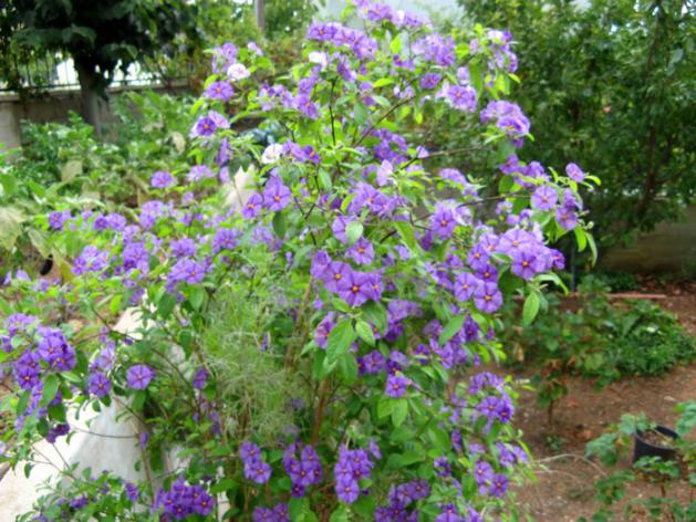 Name:  solanum1.jpg
Views: 1318
Size:  71.1 KB