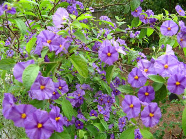 Name:  solanum2.jpg
Views: 1291
Size:  71.6 KB