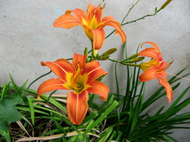 Name:  gn gzeli.jpg
Views: 1045
Size:  50.0 KB