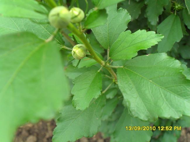 Name:  011.jpg
Views: 603
Size:  33.8 KB
