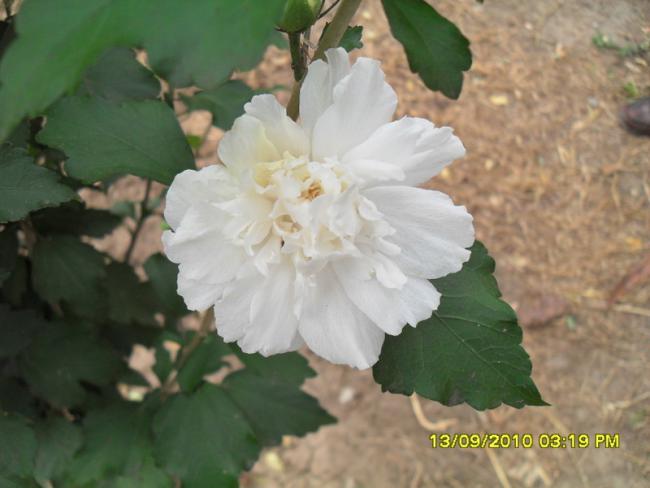 Name:  063.jpg
Views: 594
Size:  34.9 KB