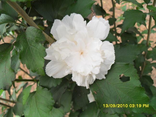 Name:  065.jpg
Views: 571
Size:  40.7 KB