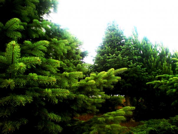 Name:  4968_1173326329584_1120809885_30539652_7617767_n.jpg
Views: 603
Size:  67.4 KB