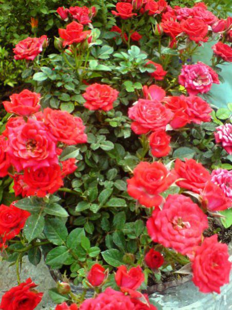 Name:  7725_1242671983182_1120809885_30777230_2491207_n.jpg
Views: 642
Size:  64.8 KB