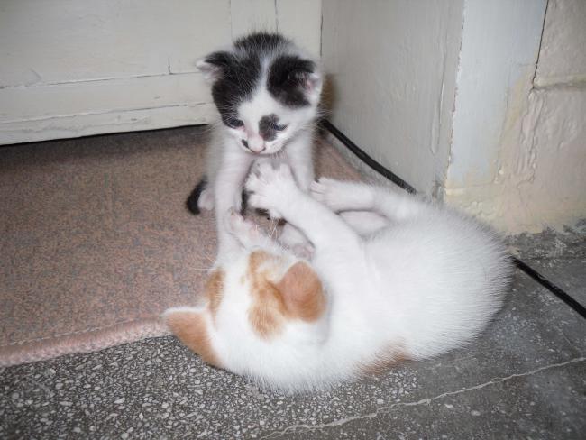 Name:  SDC11233.jpg
Views: 557
Size:  44.4 KB