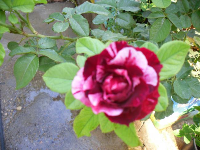 Name:  SDC11278.jpg
Views: 570
Size:  49.7 KB