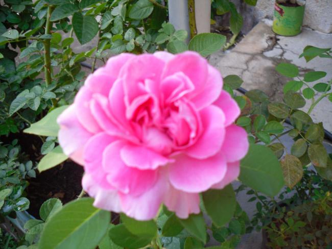 Name:  SDC11279.jpg
Views: 576
Size:  47.4 KB