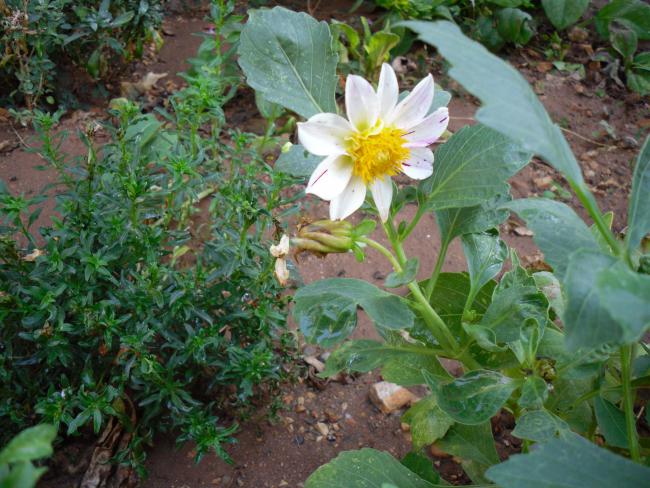 Name:  SDC11283.jpg
Views: 547
Size:  64.9 KB