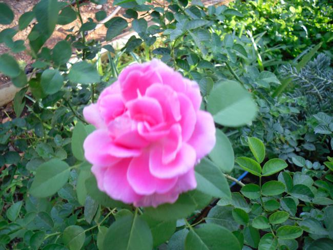 Name:  SDC11284.jpg
Views: 571
Size:  59.5 KB