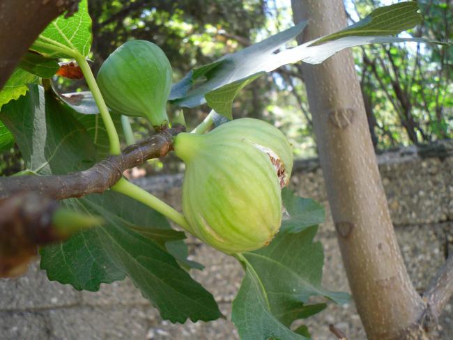 Name:  SDC11288.jpg
Views: 570
Size:  48.6 KB