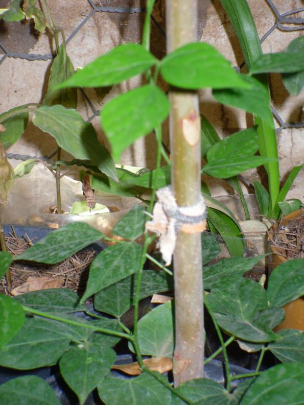 Name:  SDC11291.jpg
Views: 547
Size:  73.1 KB