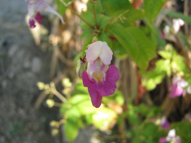 Name:  mpatiens sp.jpg
Views: 1360
Size:  31.1 KB