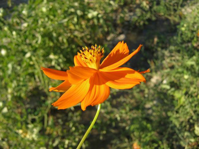 Name:  cosmos.jpg
Views: 1078
Size:  49.0 KB