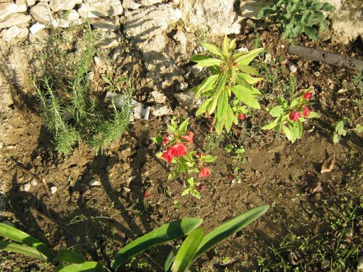 Name:  biberiye.jpg
Views: 1707
Size:  72.2 KB