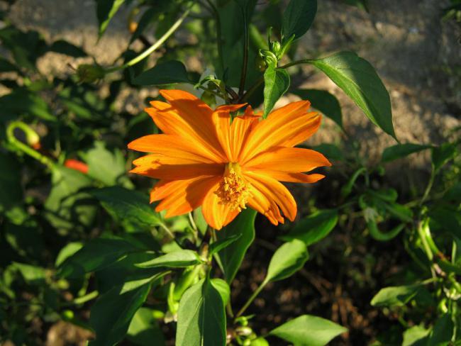 Name:  biber -cosmos.jpg
Views: 1191
Size:  48.6 KB