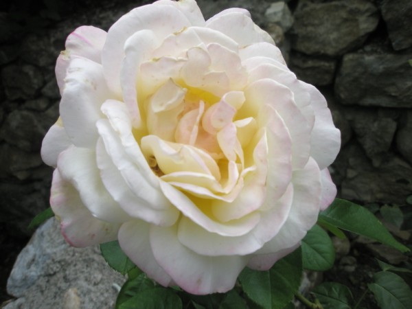 Name:  P9210336 (600 x 450).jpg
Views: 763
Size:  49.2 KB