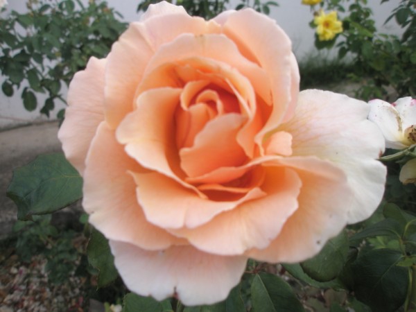 Name:  P9220334 (600 x 450).jpg
Views: 788
Size:  52.0 KB