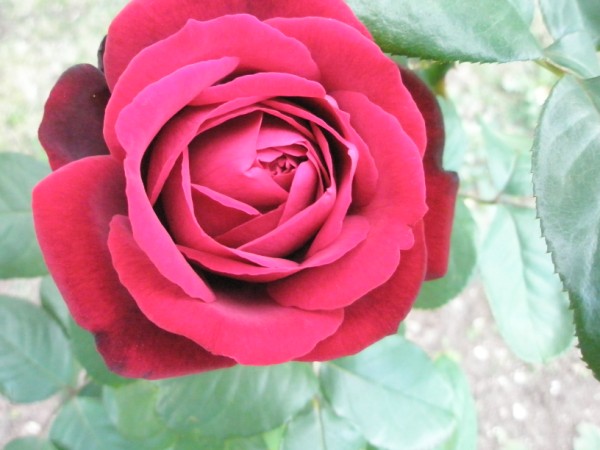 Name:  P9220341 (600 x 450).jpg
Views: 763
Size:  56.1 KB