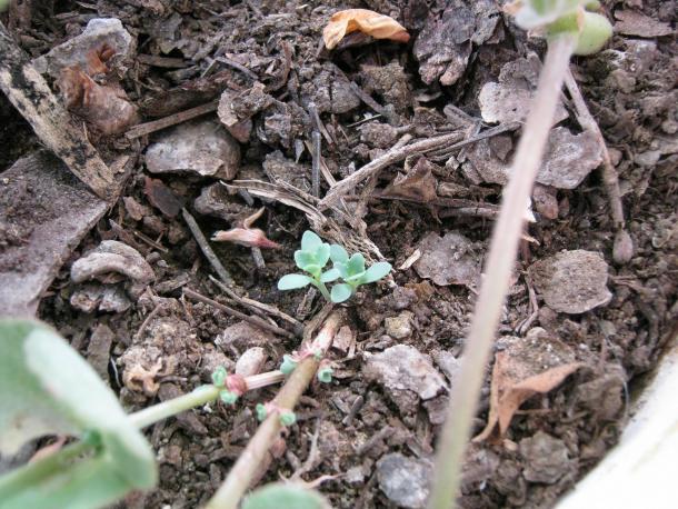Name:  sedum sieboldi.jpg
Views: 1207
Size:  71.6 KB